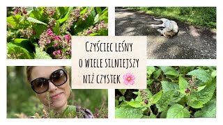 Czyściec leśny odstraszy kleszcze i uchroni Cię przed boreliozą 🌸🌷 [upl. by Einej]