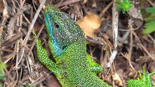 4K Video western green lizard  Westliche Smaragdeidechse Lacerta bilineata Moseltal Germany [upl. by Ammann]