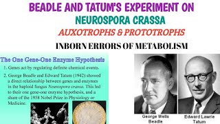 Beadle and Tatum Experiment on Neurospora crassaPink Bread MouldOne Gene One Enzyme hypothesis [upl. by Ordnasil]