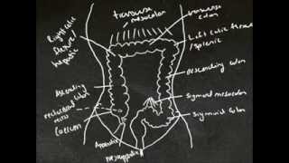 Tutes Online  The Large Intestine [upl. by Latsyrhk265]