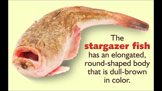 Facts about the Stargazer Fish [upl. by Kosaka13]