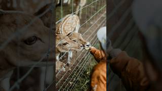 deer kill shots deer kill cheetah deer kill and cook deer kills tiger deer [upl. by Odnalref619]