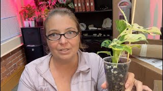 Plant Unboxing Monstera Adonsonii Archipelago Ghost amp Epipremnum Pinnatum Albo [upl. by Allehcim]