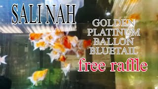 READY NA E RELEASE GBT GOLDEN PLATINUM BALLON BLUETAIL ORDER NOW [upl. by Dhruv544]