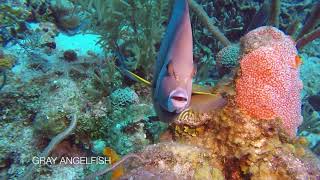 Diving Roatan April 2018 [upl. by Adlihtam]