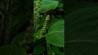 This bee is taking nectar from flowersnature shortsbee flowers [upl. by Tacy]