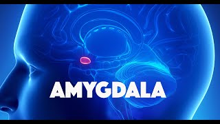 Amygdala [upl. by Guillema]