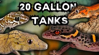 7 Best Geckos for 20Gallon Tanks [upl. by Kalikow]