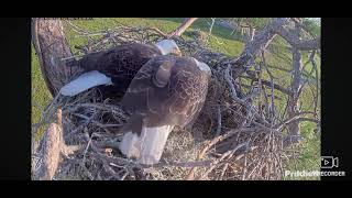 SWFL Bald Eagles Cam 2 10242024 0822 [upl. by Masha]