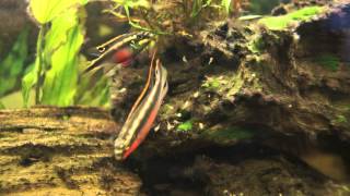 Kribensis cichlid protecting their fry Pelvicachromis pulcher [upl. by Haile76]