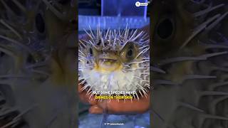 Pufferfish  The Poisonous Blowfish shorts fish facts [upl. by Ahseyk396]