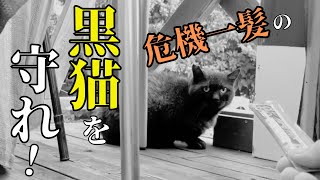 この野良猫を保護すると誓った日の出来事 [upl. by Cherise741]