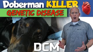 Doberman Health Problem Dilated Cardiomyopathy DCM [upl. by Niddala]