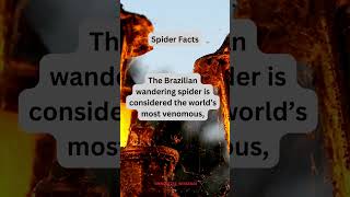 spider facts 15 didyouknow [upl. by Drahsar]