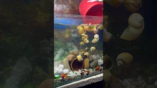 Aquarium ka sara pani badal diya aquarium aquariumfish petfishlover petsvlog petfish mollyfish [upl. by Clarkson]