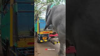 പോയിട്ട് കുറച്ച് തിരക്കുണ്ട്😆😆 I Kaveri Elephant aana trending elephant [upl. by Hasina]