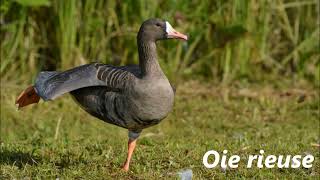 Oiseaux dOcéanie LOcéanite à queue fourchue au Padda de Timor [upl. by Gilemette]