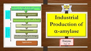 Industrial Production of alphaamylase  Enzyme 43 [upl. by Conrado]