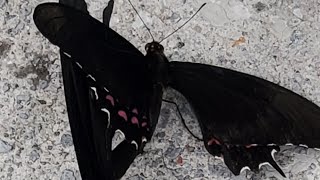 Papilio Polyxenes 🦋 [upl. by Hazen]