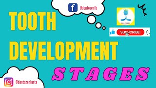 Morphological Stages of Tooth Development  Stages of Tooth Development 🌷🧢🔔   Tooth Germ [upl. by Esined954]