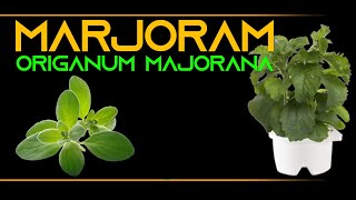 INFORMATION 60  MARJORAM ORIGANUM MAJORANA [upl. by Nerej]