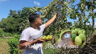 Unli Guava Picking in Province LifeBayabas Vukid [upl. by Sarena]