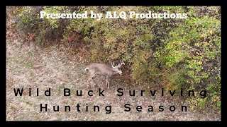 Wild Buck Surviving the Hunting Season [upl. by Toille]