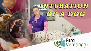 INTUBATION Intubation of a dog for anaestethic [upl. by Secrest]