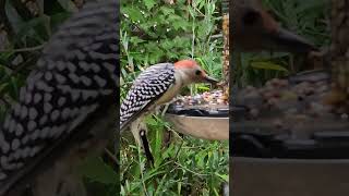 Redbellied Woodpecker wildlifebirding woodpecker [upl. by Yltsew376]