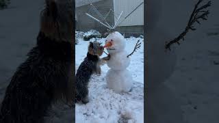 Dog Nibbles on Snowmans Carrot Nose  1543129 [upl. by Arretal]