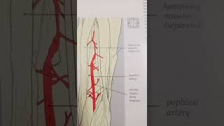 Arteri Popliteal berada pada Posterior Knee Joint anatomi popliteal arterypopliteal arteri [upl. by Sigrid]