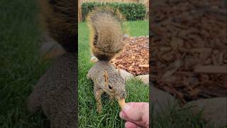 Friends with a Squirrel 🐿️ [upl. by Eniarral323]