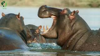 Eight Unmissable Hippo Moments  10 Amazing Hippo Facts [upl. by Notnats632]