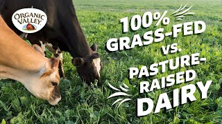 Is 100 Grassfed milk different than Pasture Raised milk  Ask Organic Valley [upl. by Elyac584]