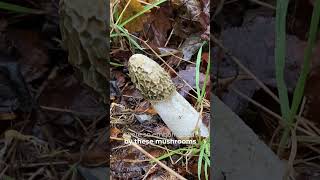 Can you believe this is a mushroom The Stinkhorn gets its name from the putrid smell 🤢 foraging [upl. by Henni]