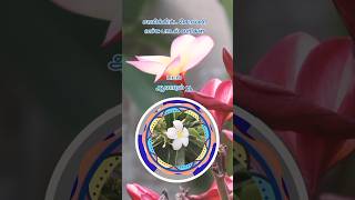 சாமிக்கிட்ட சொல்லிவச்சு பாடல் வரிகள் Saami Kitta Solli Vachu Song Lyrics shortsfeed shorts music [upl. by Oona]