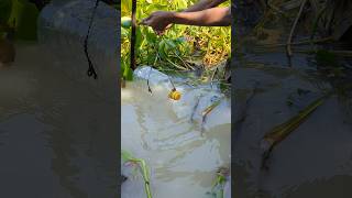 Big Plastic Bottle Hook Fishing Videohookfishamazingfishingshorts [upl. by Ardnosac]