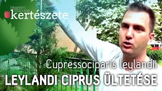 Cupressocyparis leylandii  Leylandi ciprus ültetése  Megyeri Kertészet [upl. by Wade217]