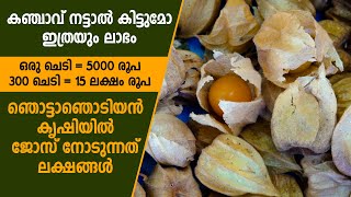 കഞ്ചാവിനെക്കാള്‍ ലാഭകരമായ ചെടി ഞൊട്ടാഞൊടിയന്‍ goldenberry agriculture newfarming farming [upl. by Falkner305]