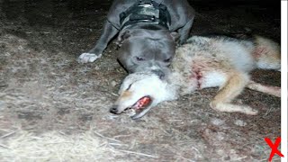 Wolf Vs Pitbull  Trained Pitbull Vs Wolf In a Real Fight [upl. by Ecnarretal701]