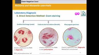 Neisseria and Moraxella Gram Negative Cocci [upl. by Ailemrac]