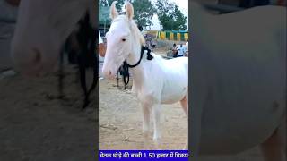 चेतक घोड़े की बच्ची 150 हजार में।shorts ytshorts viralvideo horse horsemarket pushkarmela [upl. by Leeland]