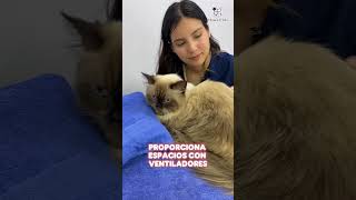 Proteger a mi gato de los rayos del sol [upl. by Fulviah]