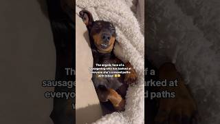 One relaxed sausage 🤣 sausagedog cutedog dogshorts dog dogs fyp doxie puppy teckel fy [upl. by Burnside]