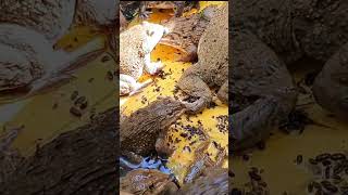 frogs frog​​​​​​fishingvideo babyanimals frogging animals amazingfish short shortsvideo 2 [upl. by Heywood]