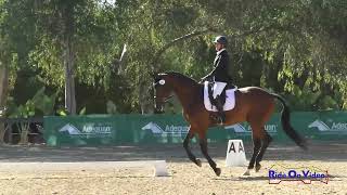 101D Lauren Hsieh on Galliards Lancer Open Modified Dressage Galway Downs Nov 2024 [upl. by Hploda]