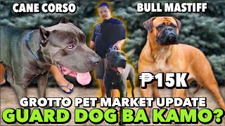 SOLID NA CANE CORSO AT BULL MASTIFF NI KUYA ALVIN  GROTTO PET MARKET UPDATE  MAY 26 2024 [upl. by Naellij]