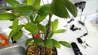 How to water small indoor or interior palms plants [upl. by Ailito]