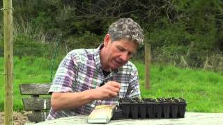 Growing Chickpeas  How to sow and grow Chickpeas [upl. by Cowley]