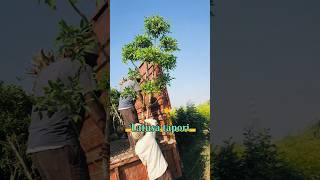 latusa tapori Green Garden Nursery garden center nature plants landscape vaira lvideo [upl. by Kristan]